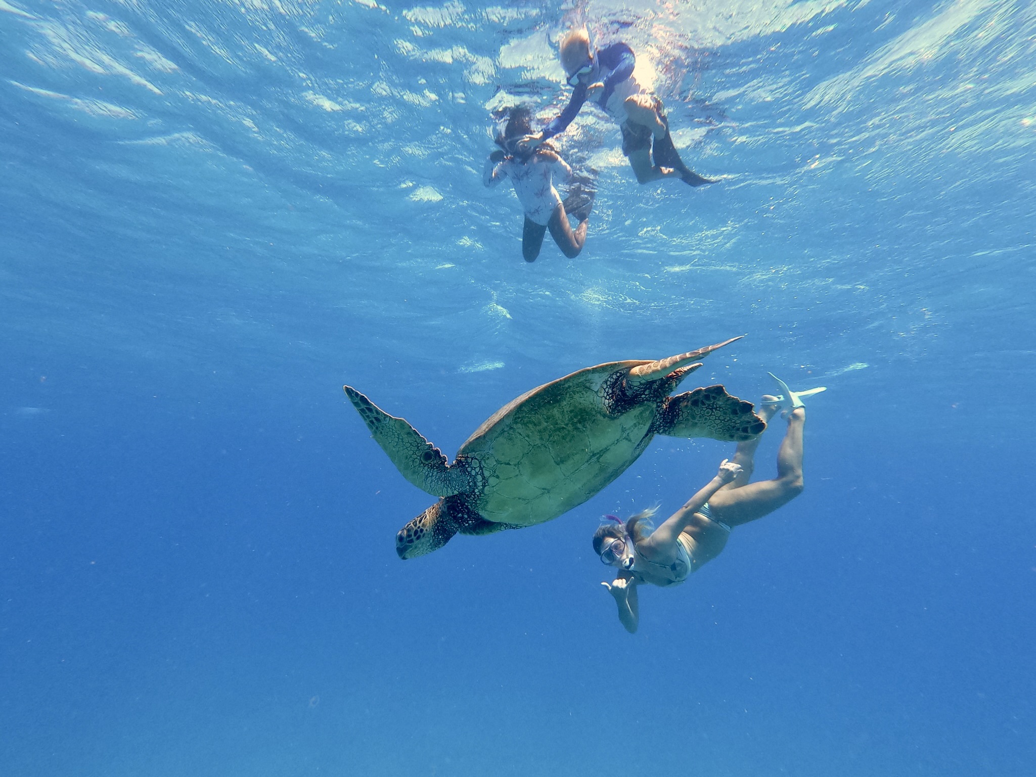 family snorkeling in turtle canyons