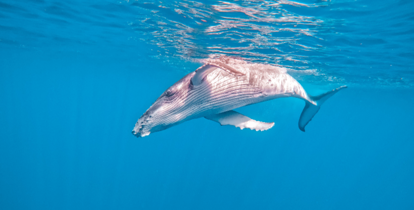 whale swimming underwater