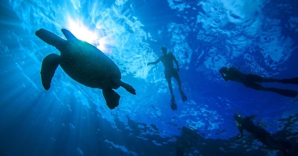 group snorkeling turtle canyon with living ocean tours